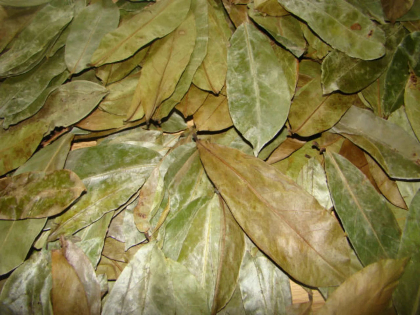 Soursop leaf tea